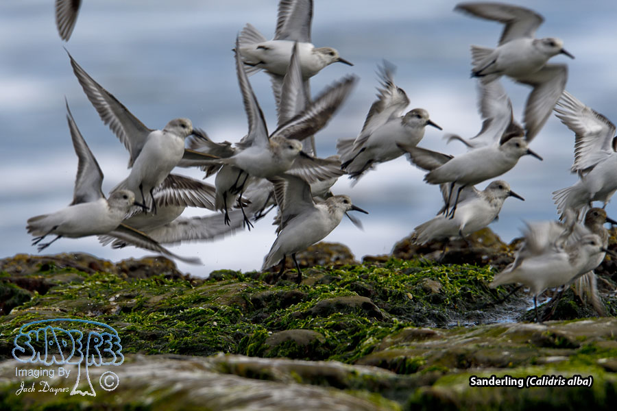 Sanderling - Calidris alba