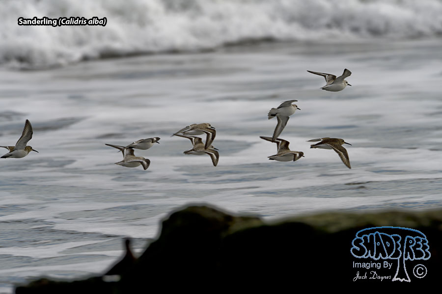 Sanderling - Calidris alba