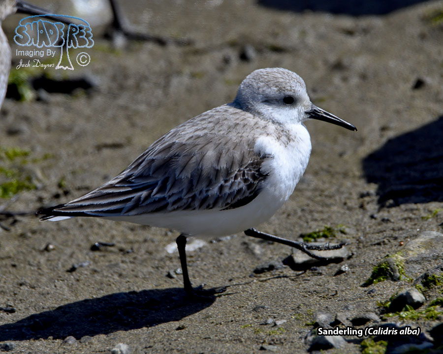 Sanderling - Calidris alba