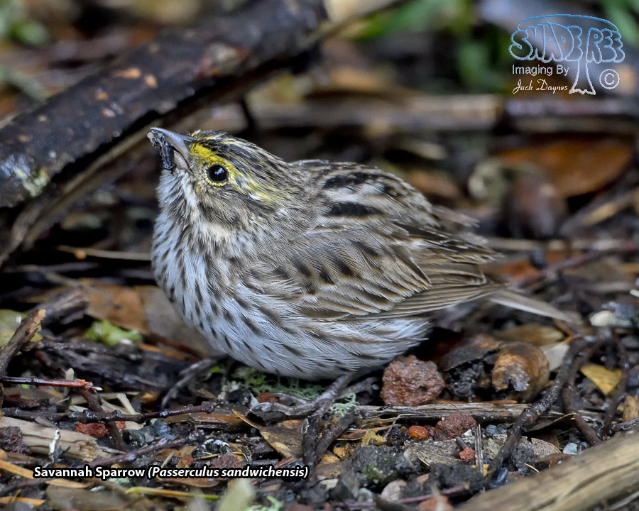 Savannah Sparrow - Passerculus sandwichensis