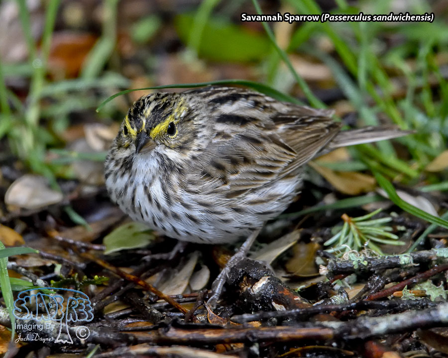 Savannah Sparrow - Passerculus sandwichensis