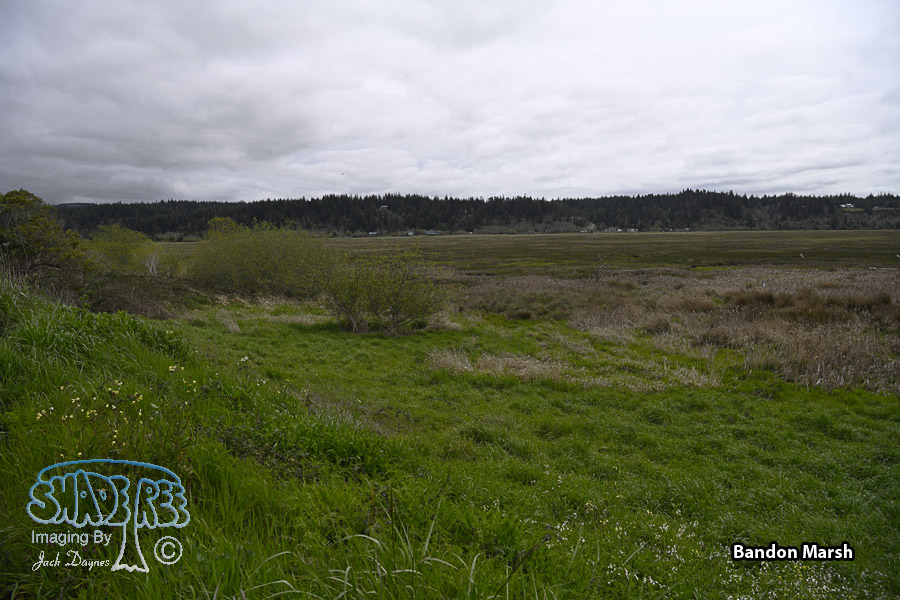 Bandon Marsh - Scenery