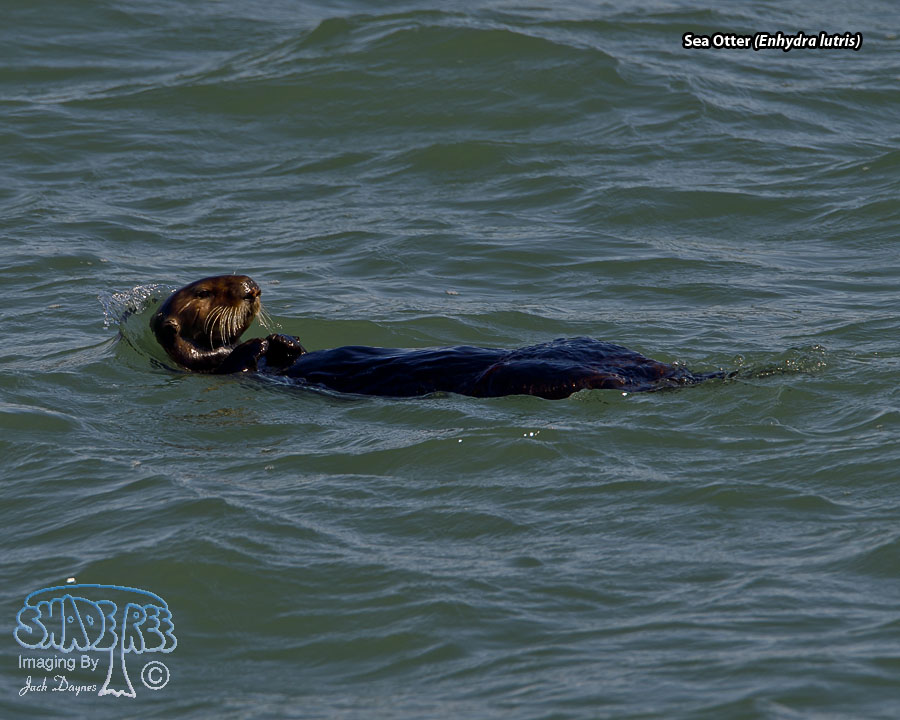 Sea Otter - Enhydra lutris