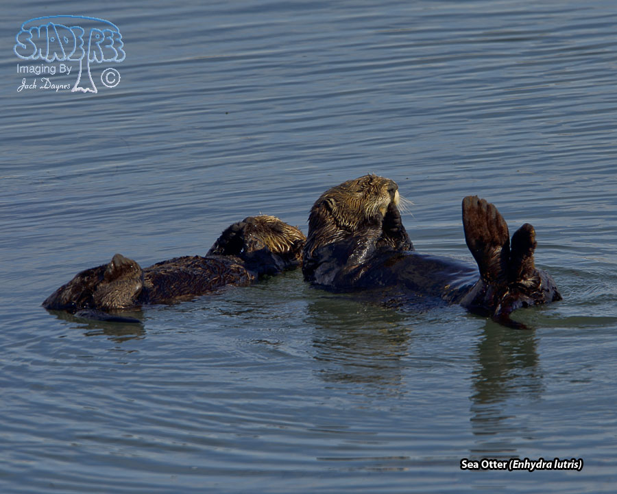 Sea Otter - Enhydra lutris