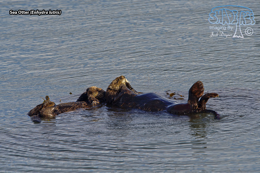 Sea Otter - Enhydra lutris