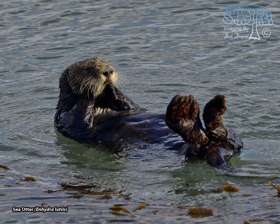 Sea Otter - Enhydra lutris
