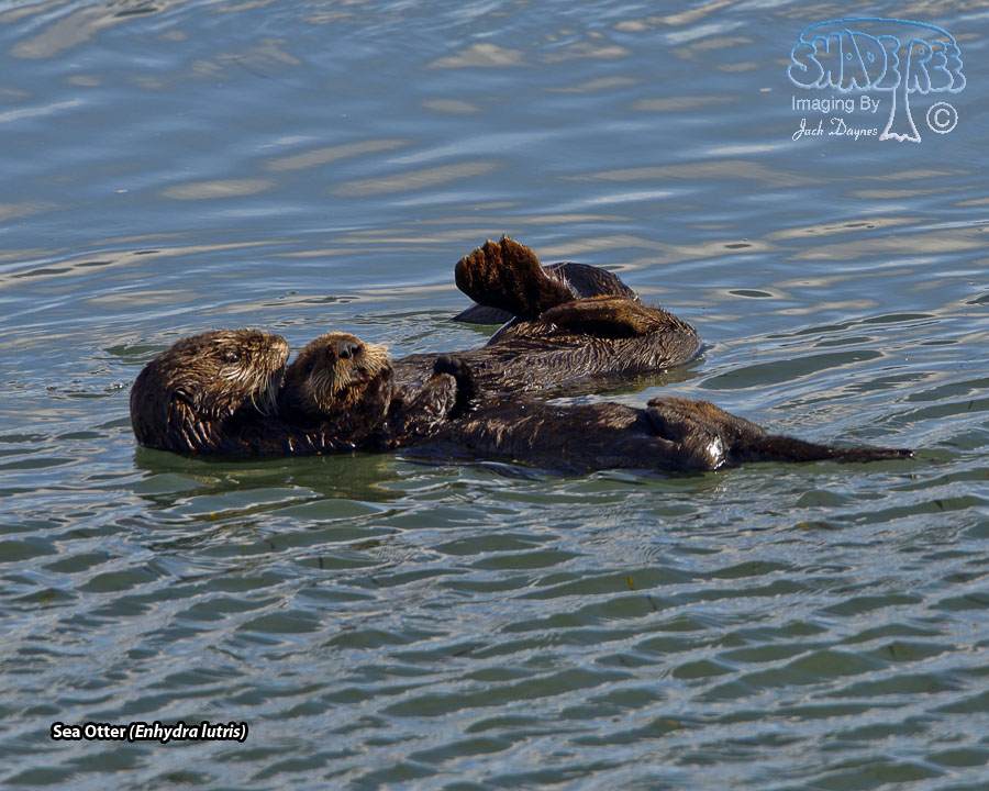 Sea Otter - Enhydra lutris