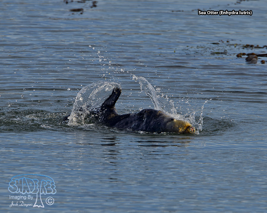 Sea Otter - Enhydra lutris