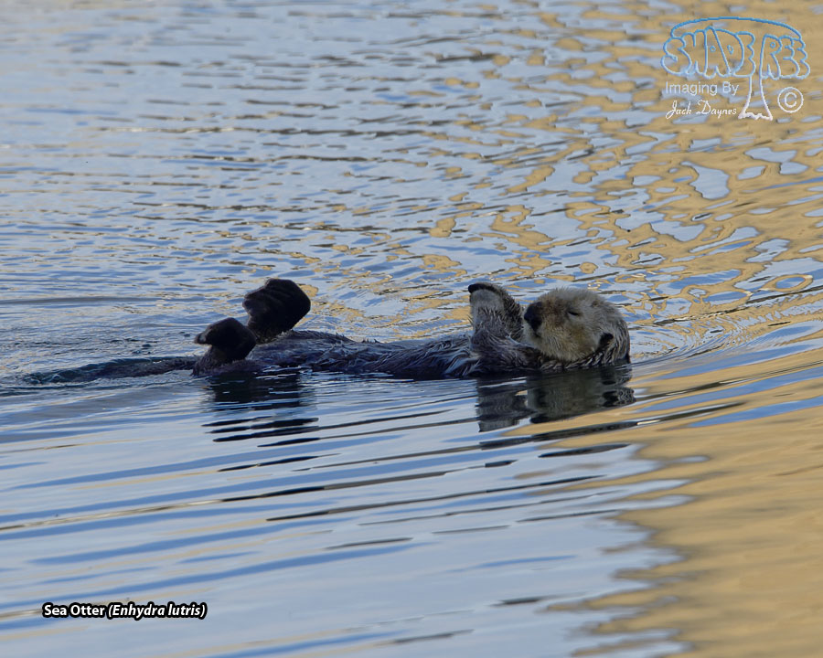 Sea Otter - Enhydra lutris