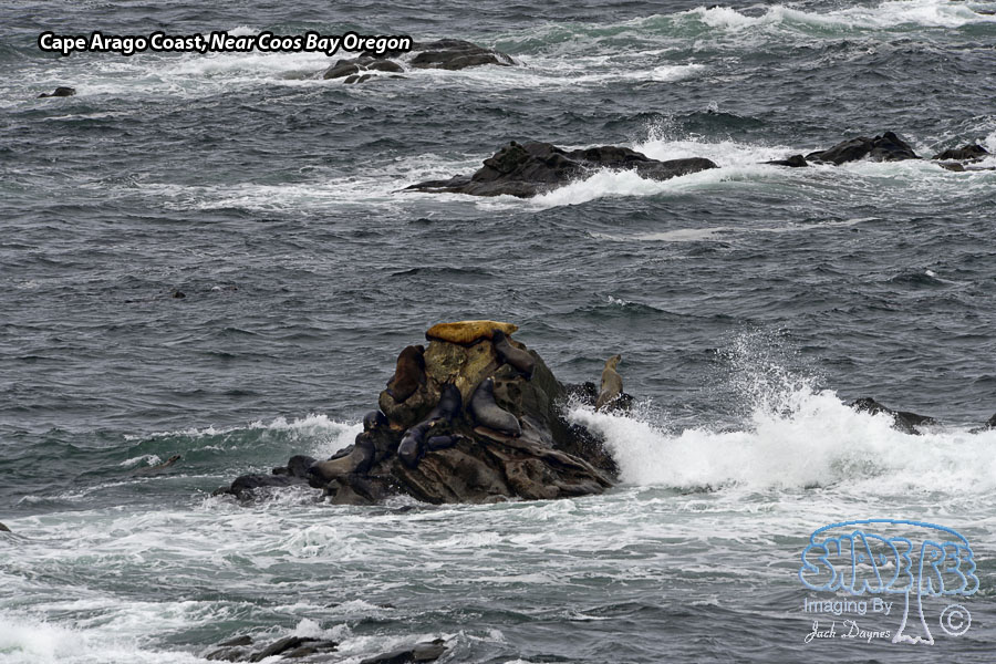 Cape Arago Coast - Scenery