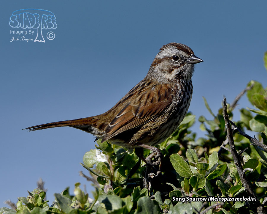 Song Sparrow - Melospiza melodia