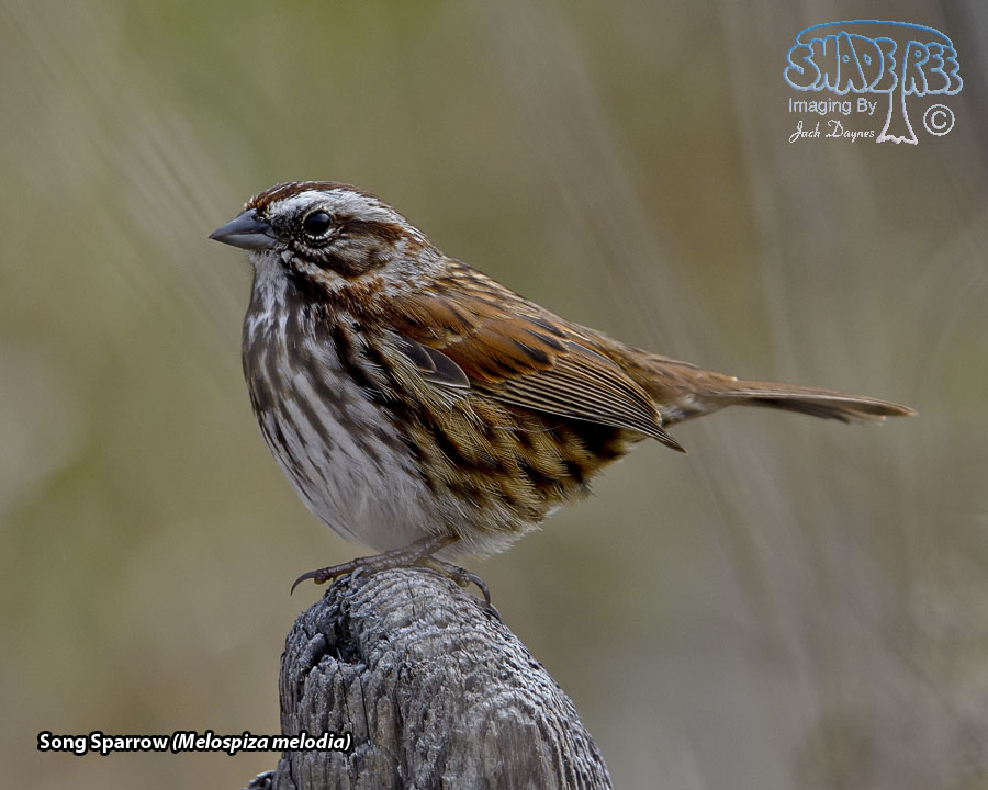 Song Sparrow - Melospiza melodia