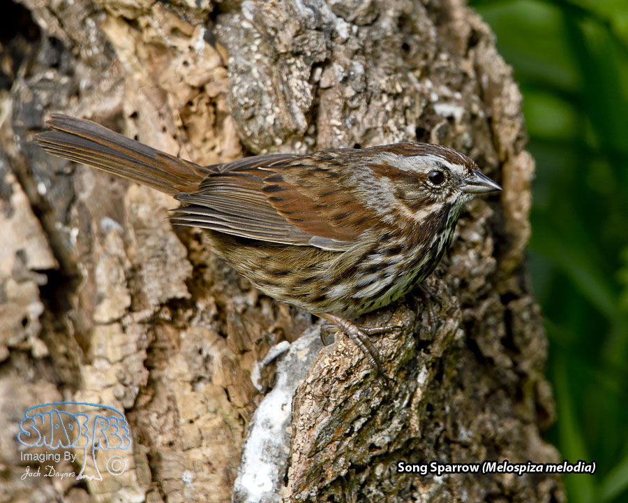 Song Sparrow - Melospiza melodia