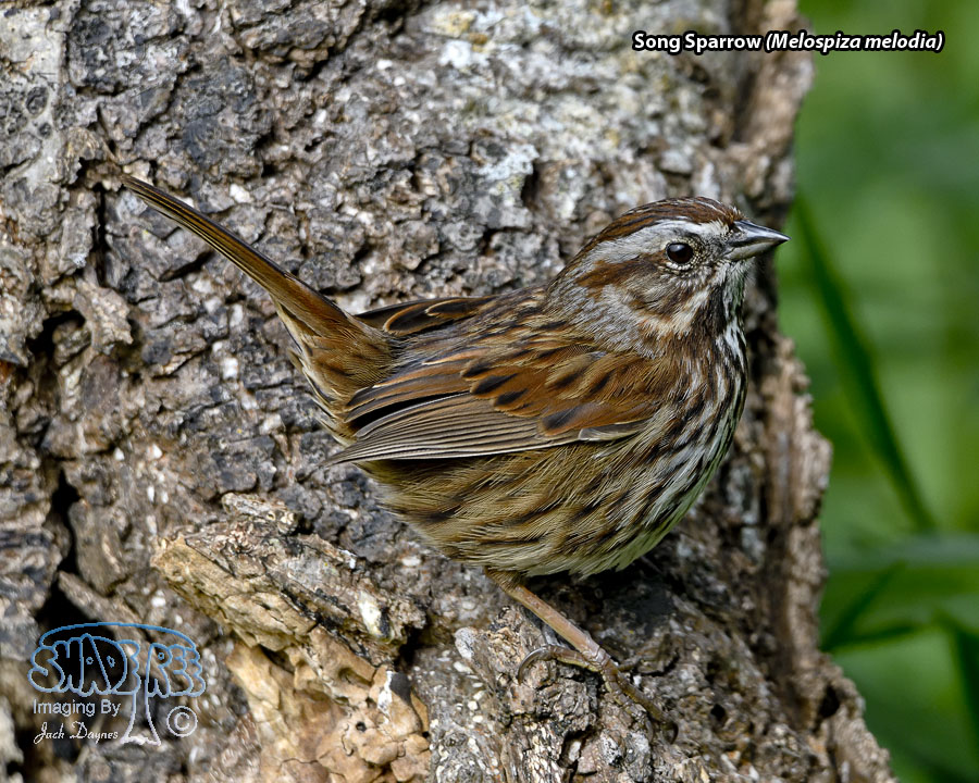Song Sparrow - Melospiza melodia