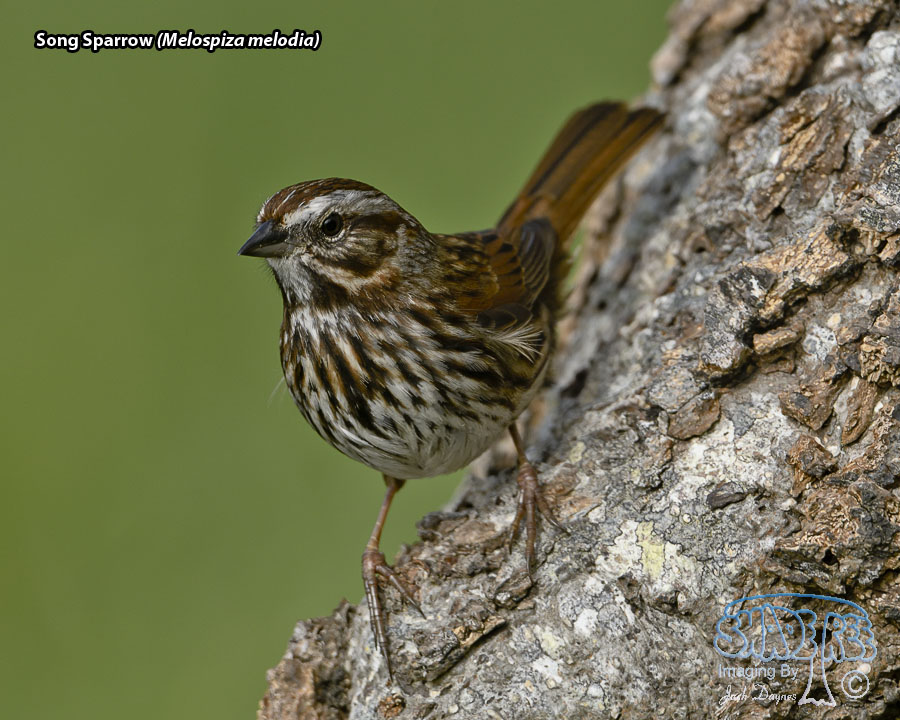 Song Sparrow - Melospiza melodia