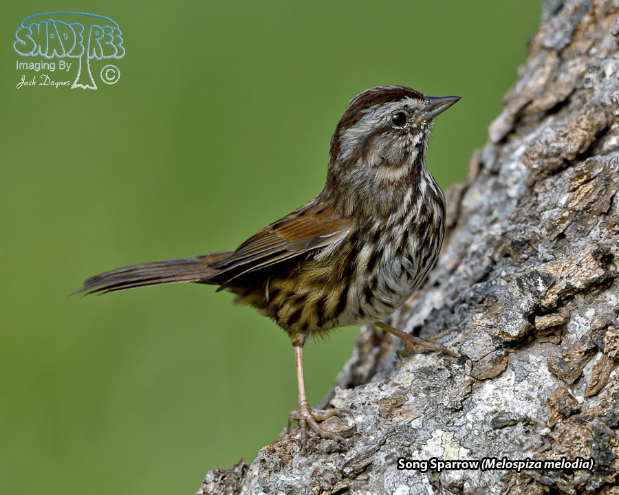 Song Sparrow - Melospiza melodia