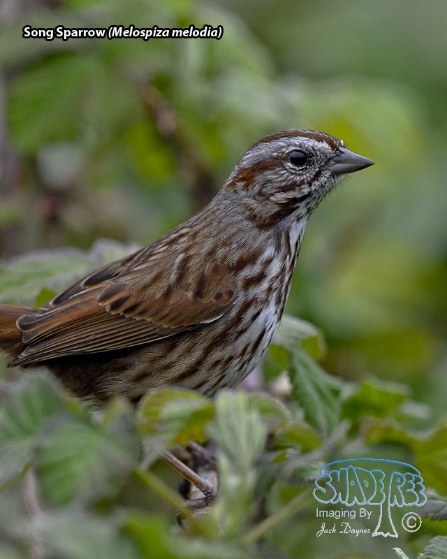 Song Sparrow - Melospiza melodia