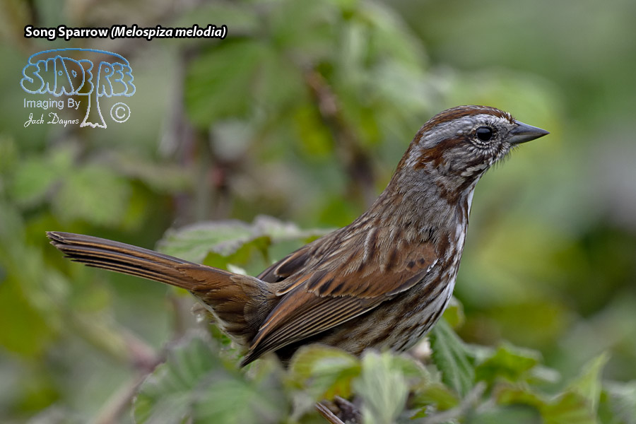 Song Sparrow - Melospiza melodia
