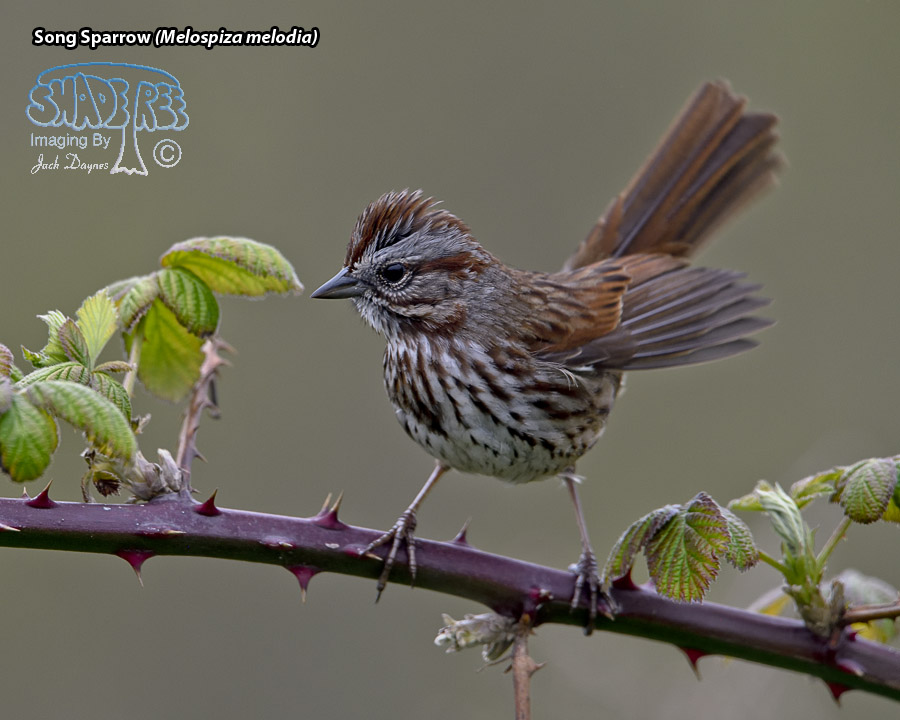 Song Sparrow - Melospiza melodia