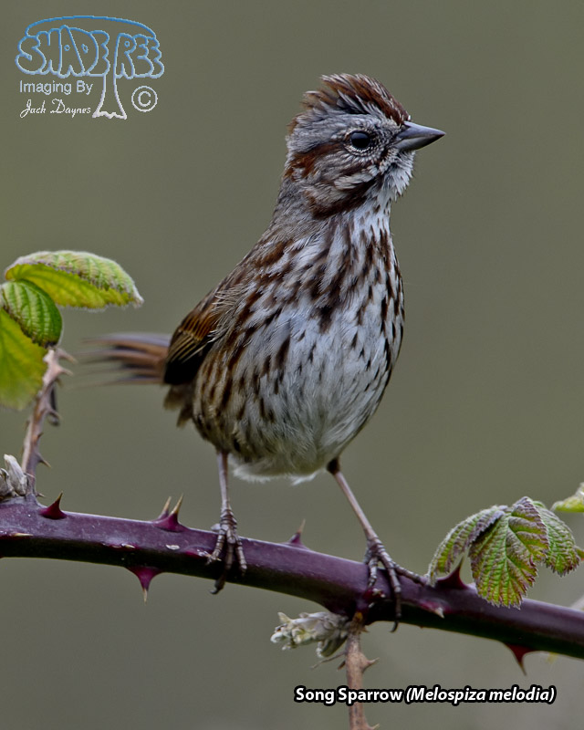 Song Sparrow - Melospiza melodia