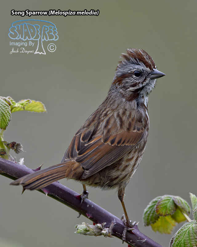 Song Sparrow - Melospiza melodia