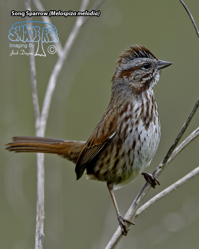 Song Sparrow - Melospiza melodia