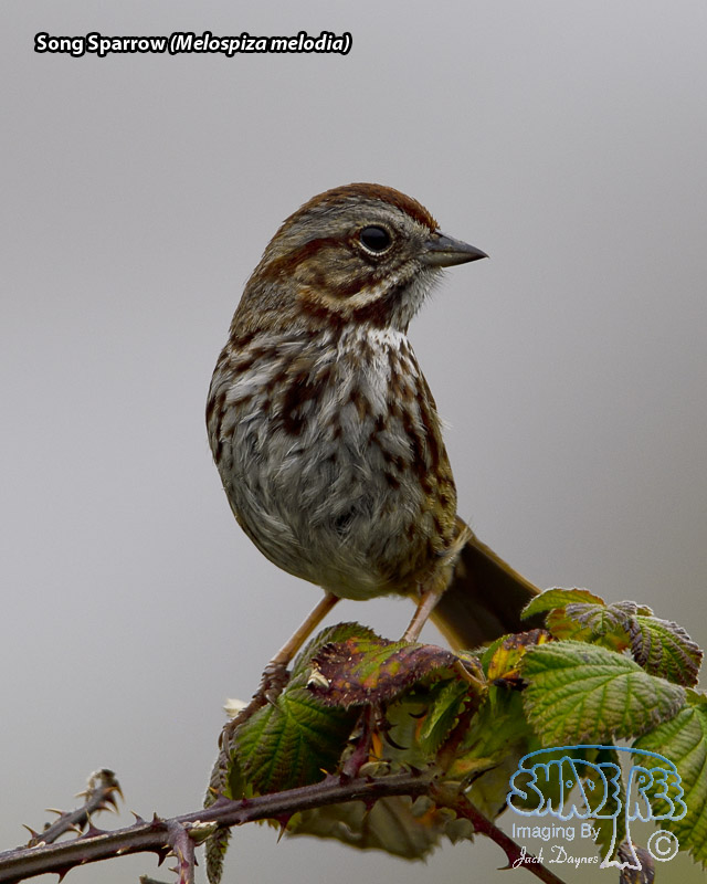 Song Sparrow - Melospiza melodia