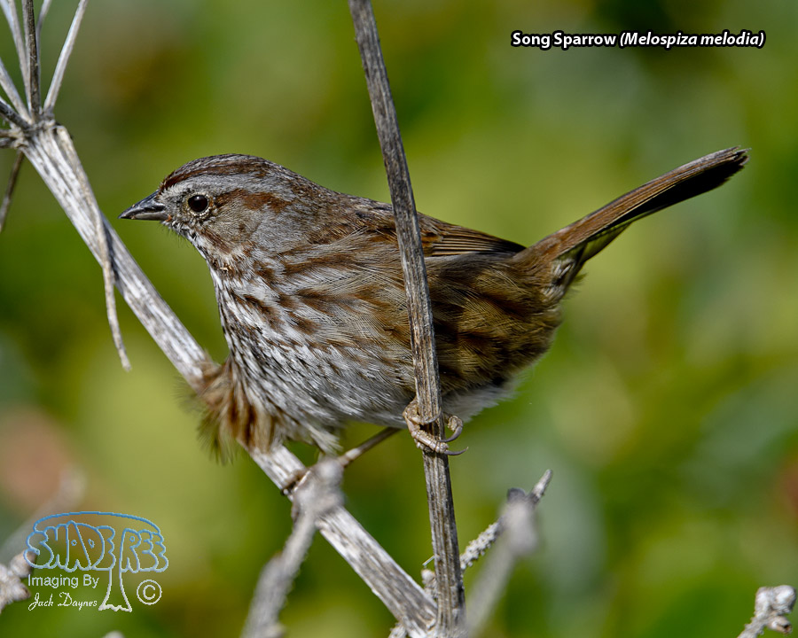 Song Sparrow - Melospiza melodia