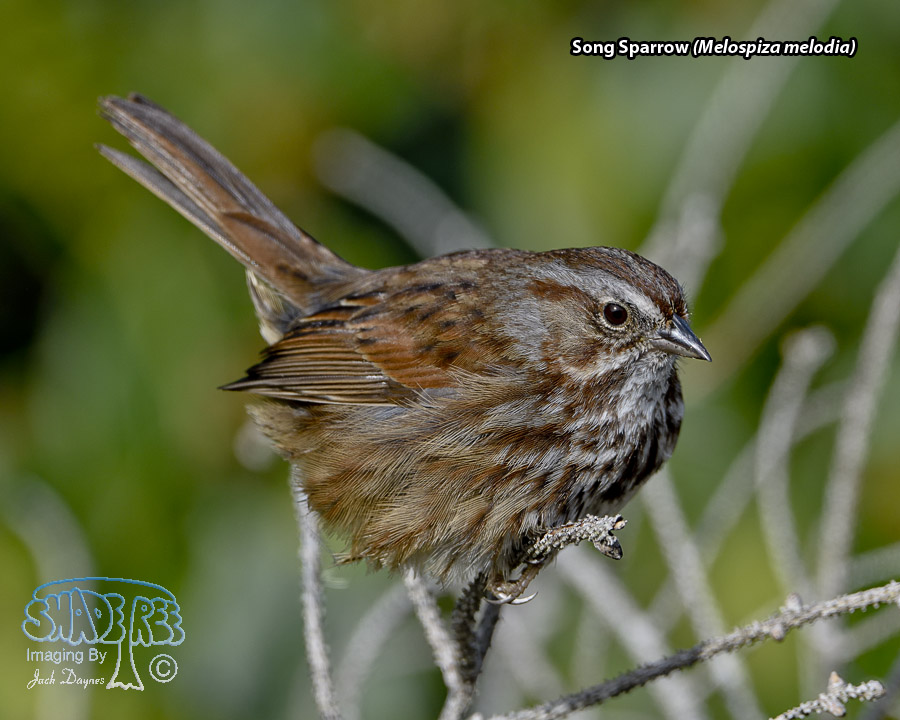 Song Sparrow - Melospiza melodia