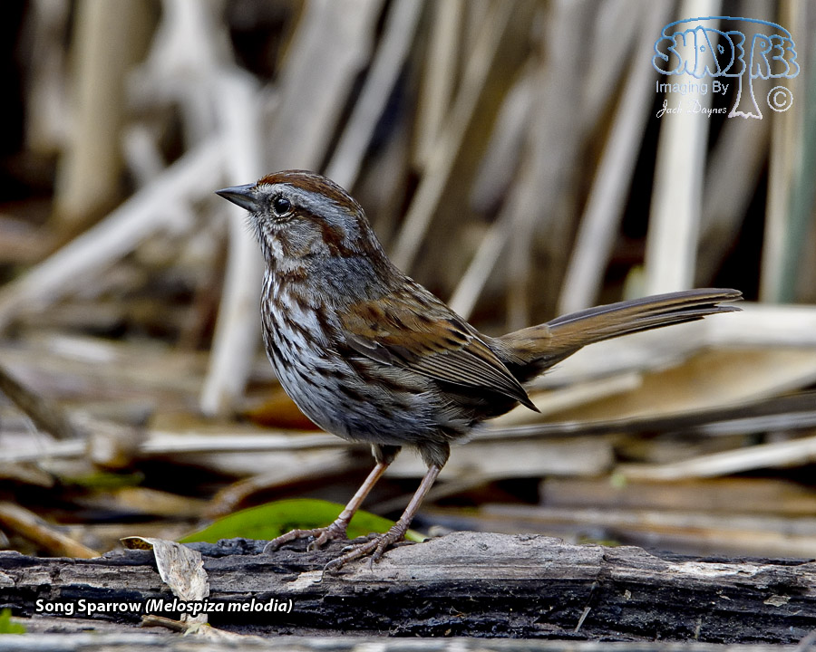 Song Sparrow - Melospiza melodia