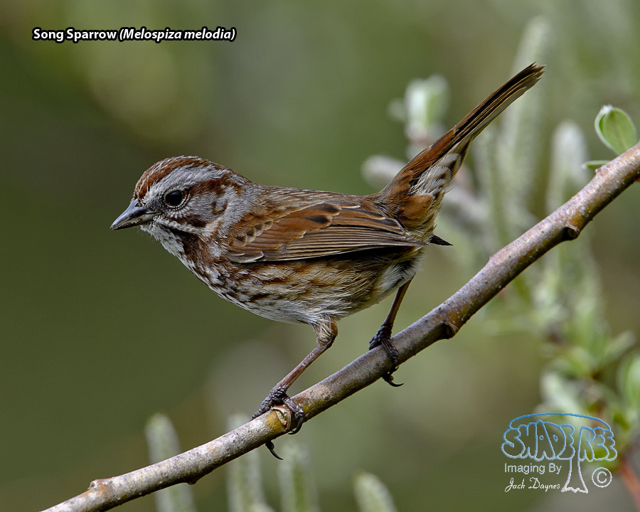 Song Sparrow - Melospiza melodia