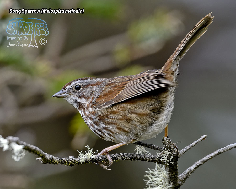 Song Sparrow - Melospiza melodia