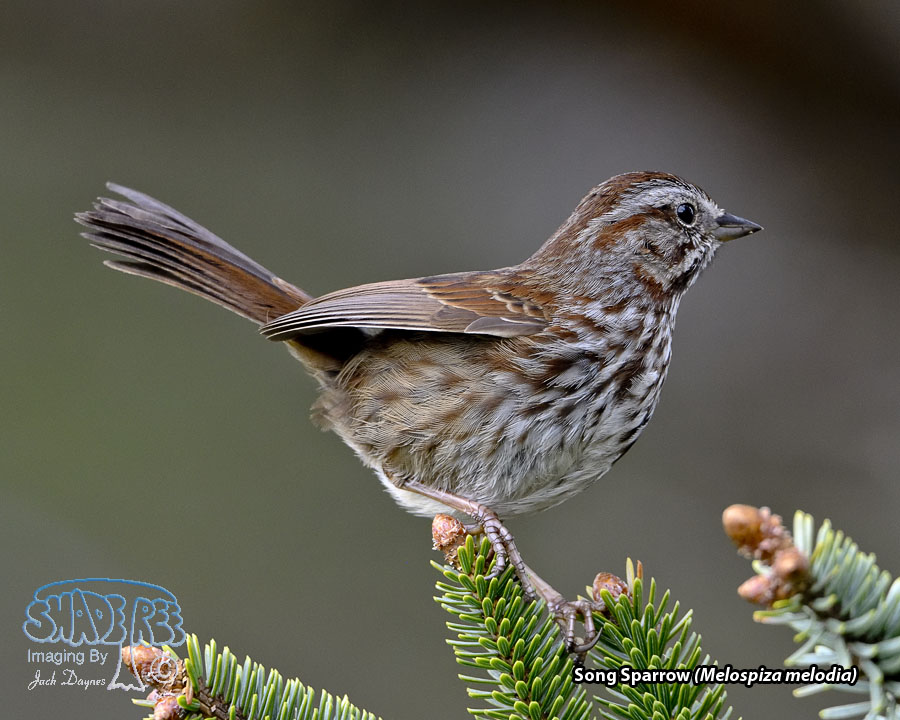 Song Sparrow - Melospiza melodia