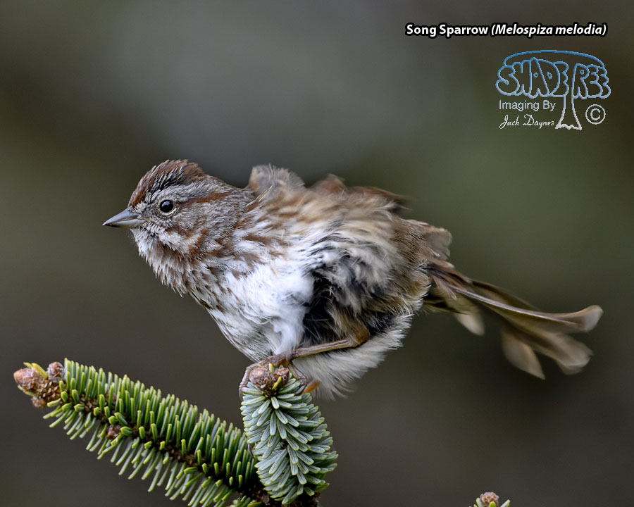 Song Sparrow - Melospiza melodia