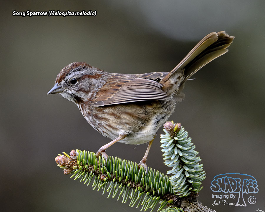 Song Sparrow - Melospiza melodia