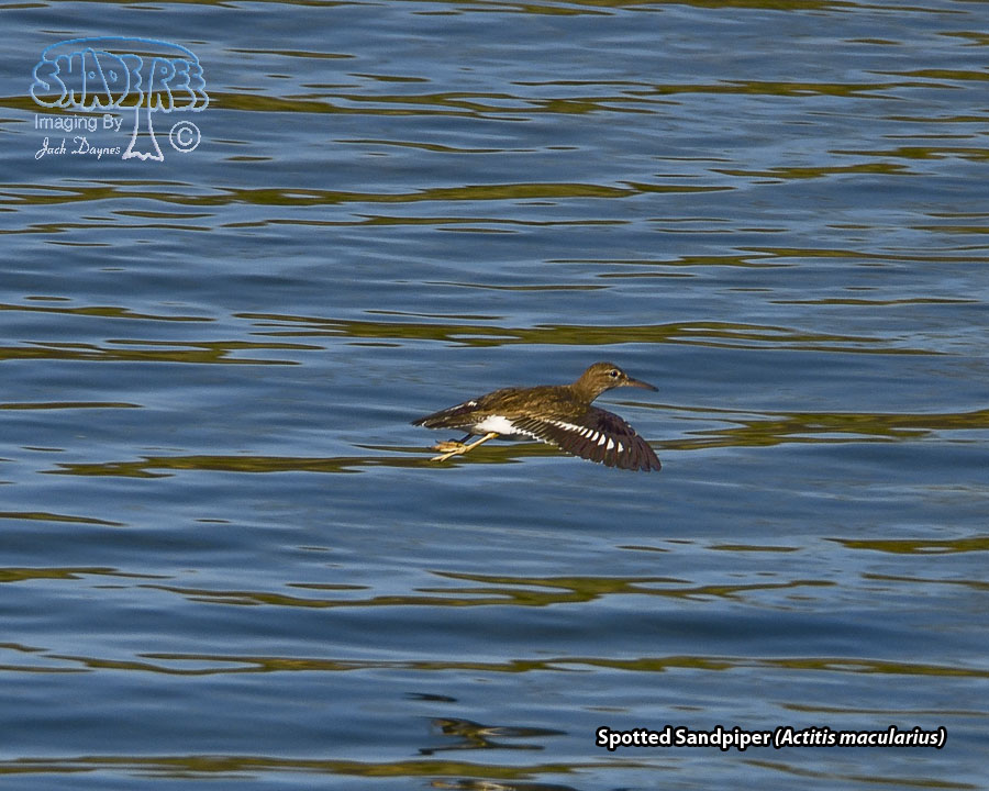 Spotted Sandpiper - Actitis macularius