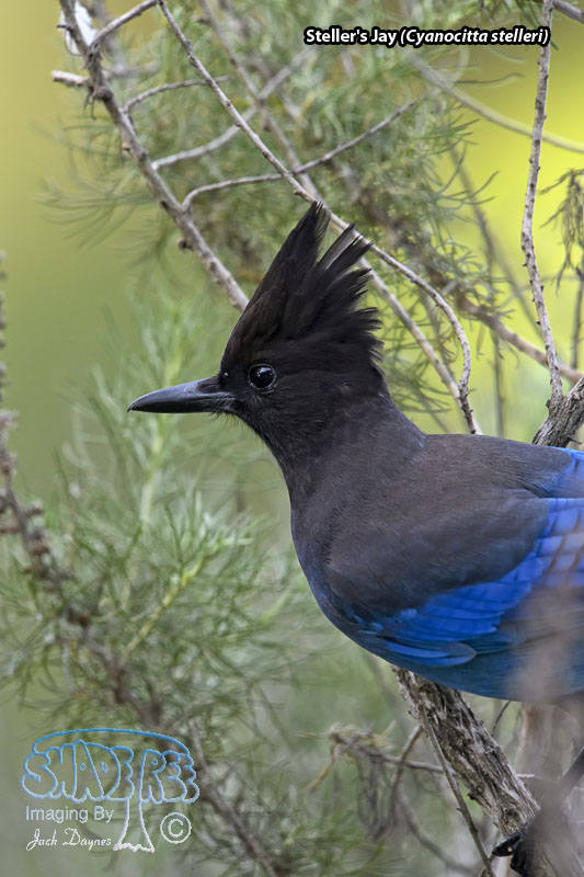 Steller's Jay - Cyanocitta stelleri