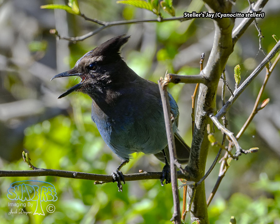 Steller's Jay - Cyanocitta stelleri