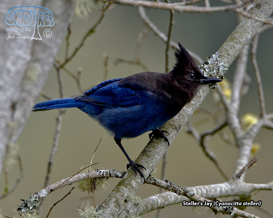 Steller's Jay - Cyanocitta stelleri