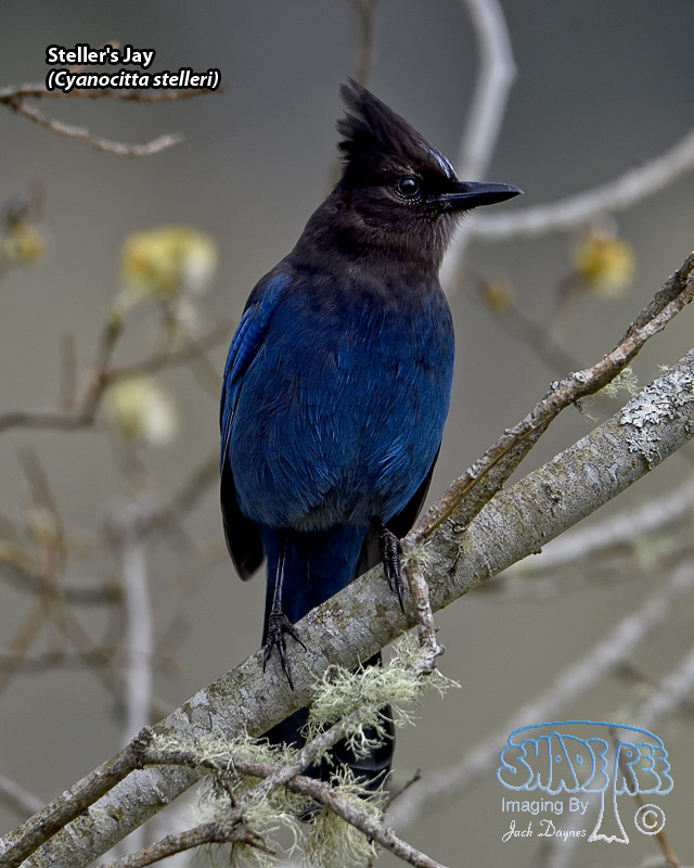 Steller's Jay - Cyanocitta stelleri