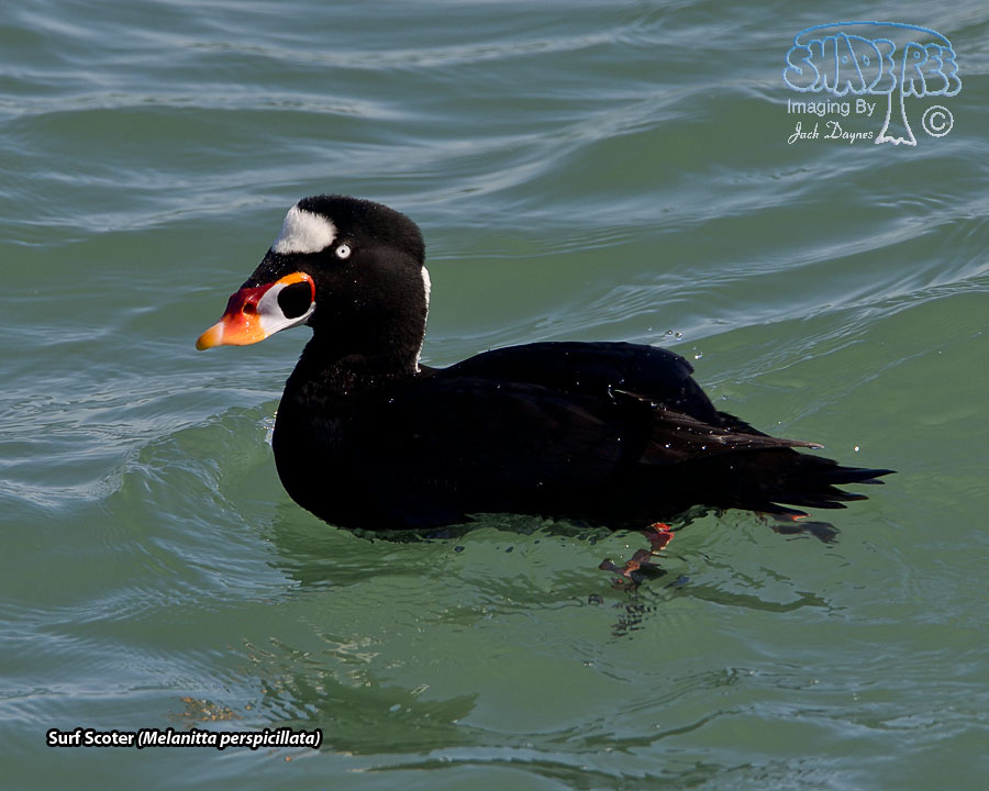 Surf Scoter - Melanitta perspicillata