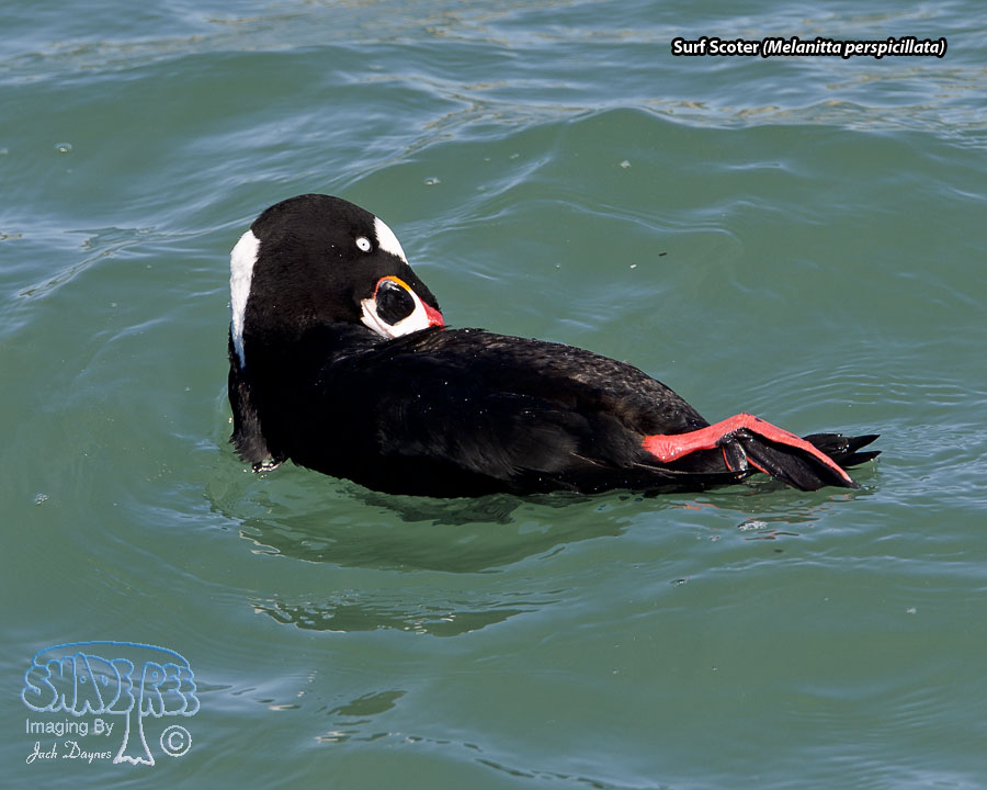 Surf Scoter - Melanitta perspicillata