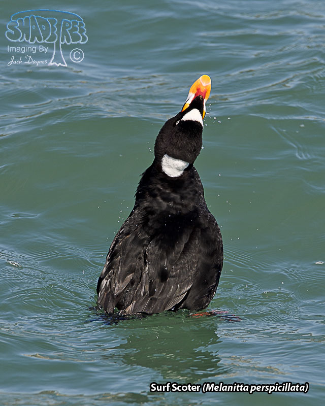 Surf Scoter - Melanitta perspicillata