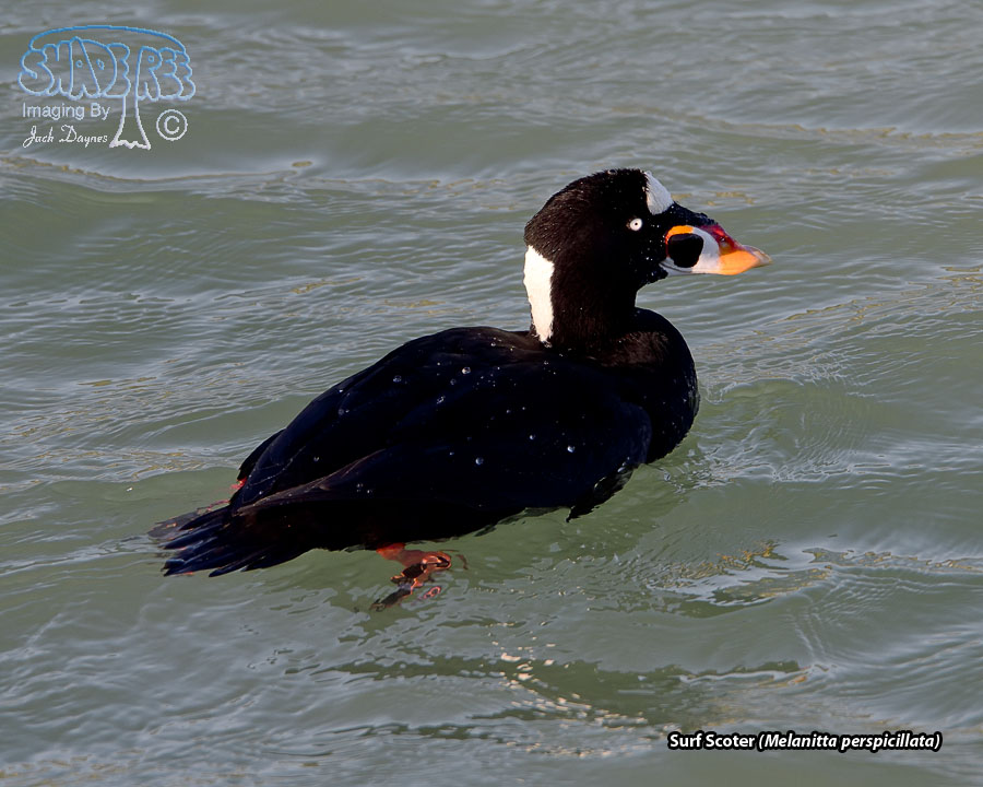 Surf Scoter - Melanitta perspicillata