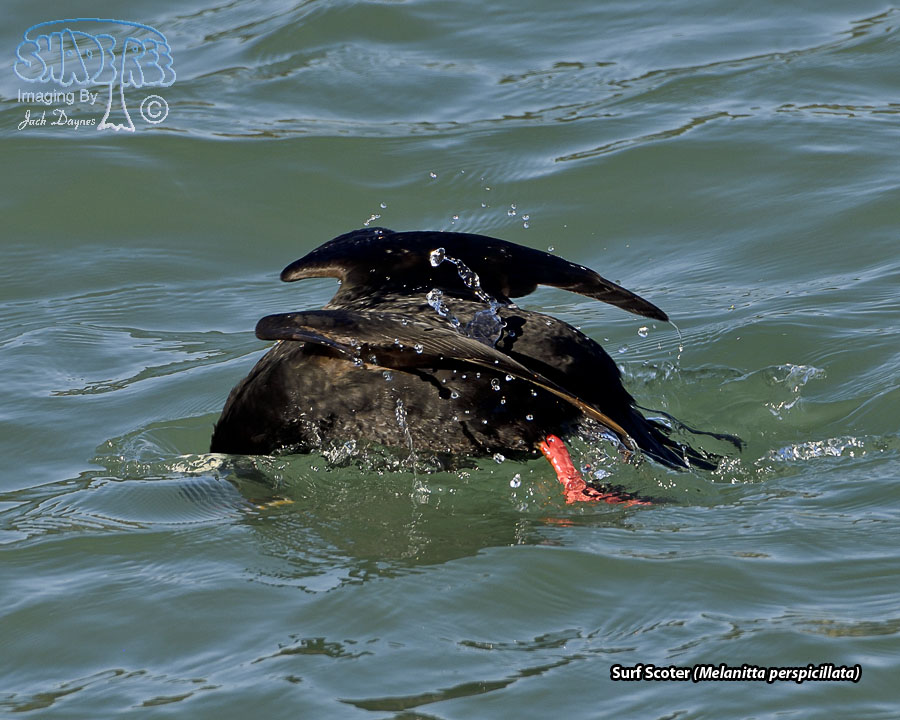Surf Scoter - Melanitta perspicillata