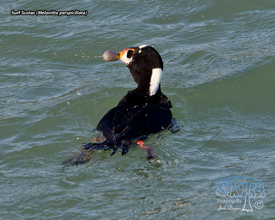 Surf Scoter - Melanitta perspicillata