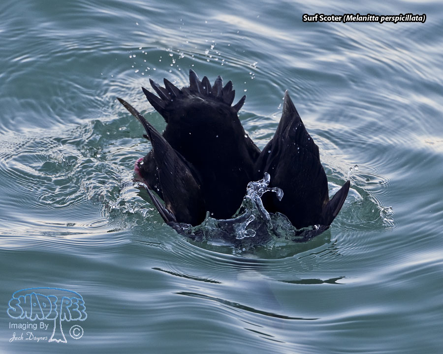 Surf Scoter - Melanitta perspicillata