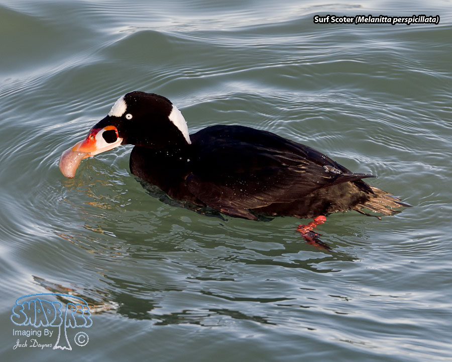 Surf Scoter - Melanitta perspicillata