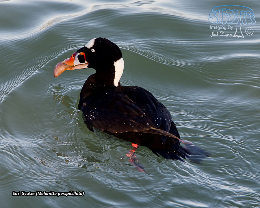 Surf Scoter - Melanitta perspicillata