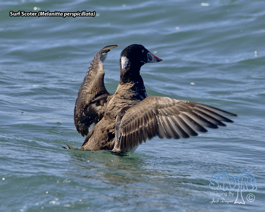 Surf Scoter - Melanitta perspicillata